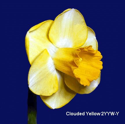 Cloudy Yellow, 2YYW-Y (23131 bytes)